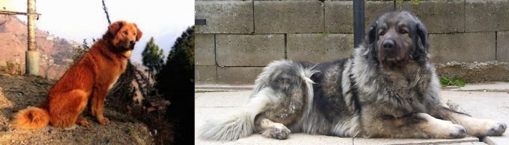 Sarplaninac vs Himalayan Sheepdog - Breed Comparison