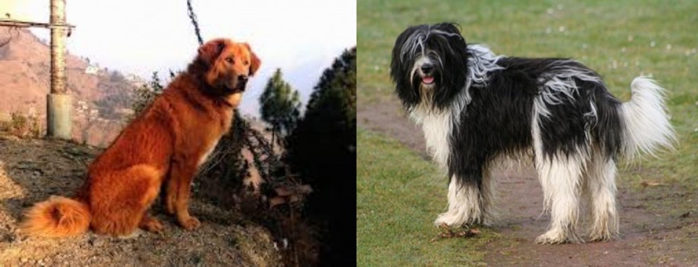 Schapendoes vs Himalayan Sheepdog - Breed Comparison