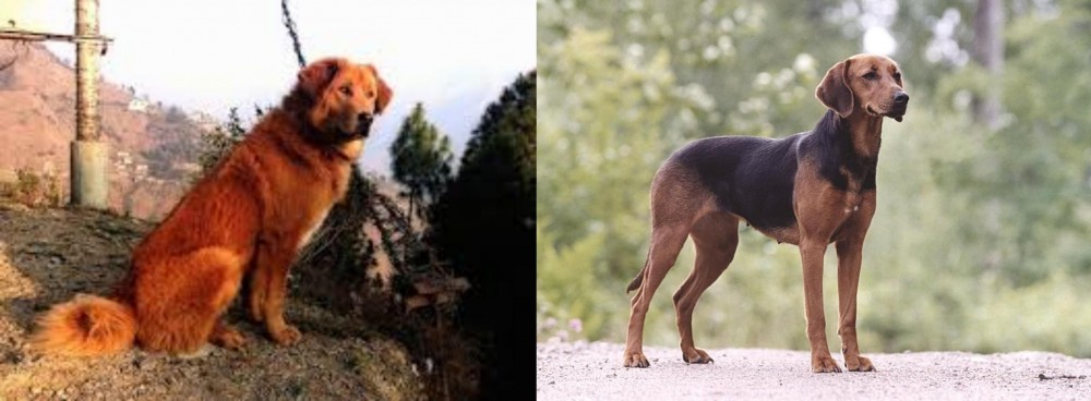 Schillerstovare vs Himalayan Sheepdog - Breed Comparison
