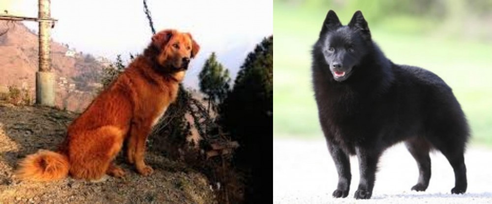 Schipperke vs Himalayan Sheepdog - Breed Comparison