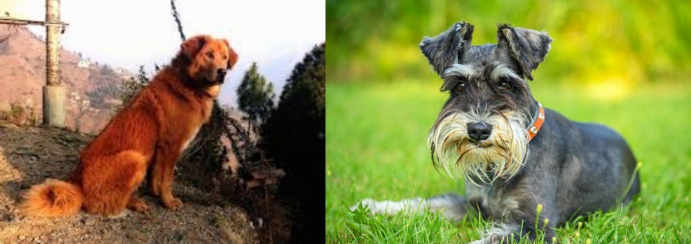Schnauzer vs Himalayan Sheepdog - Breed Comparison
