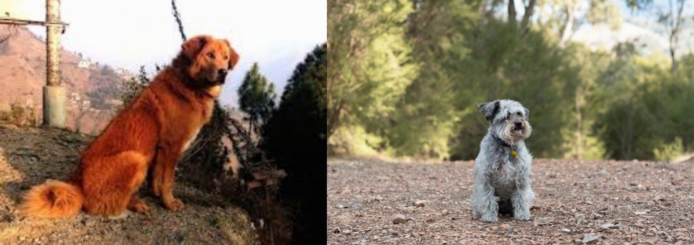 Schnoodle vs Himalayan Sheepdog - Breed Comparison