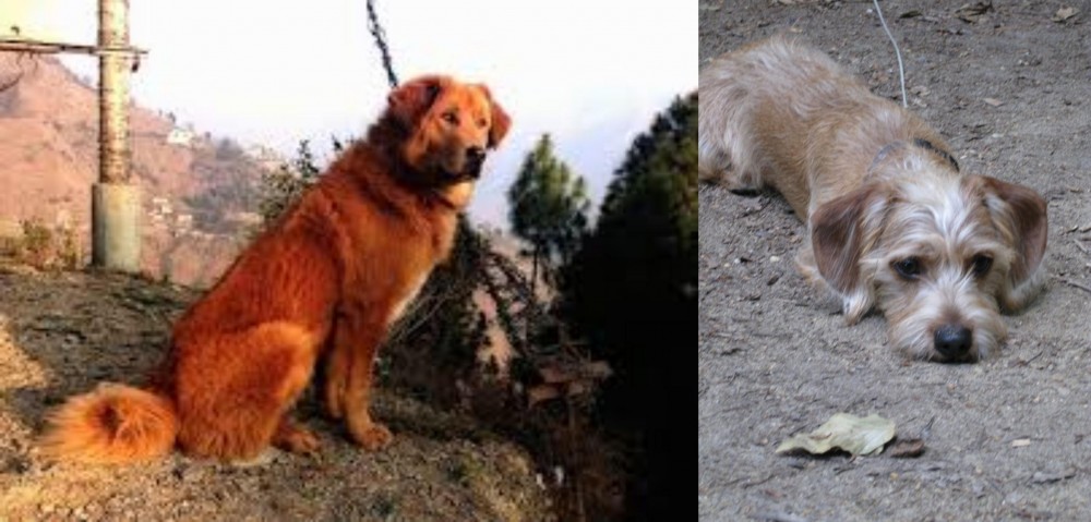 Schweenie vs Himalayan Sheepdog - Breed Comparison