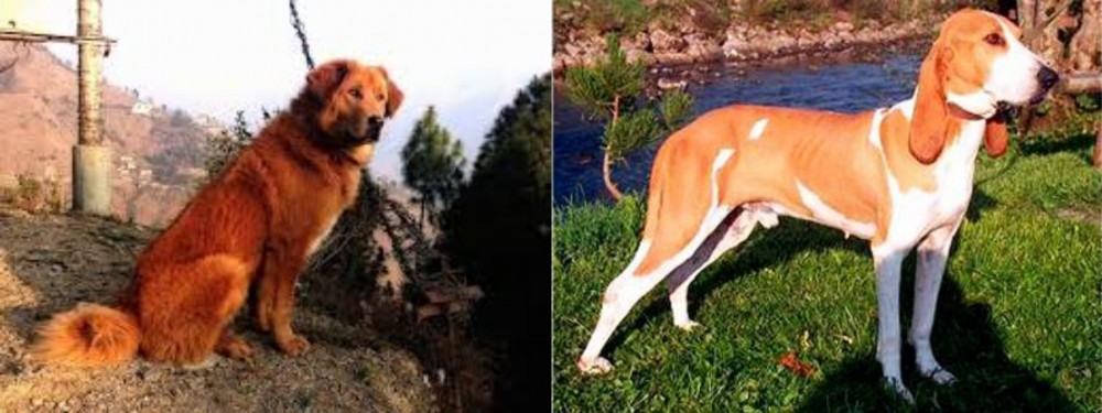 Schweizer Laufhund vs Himalayan Sheepdog - Breed Comparison