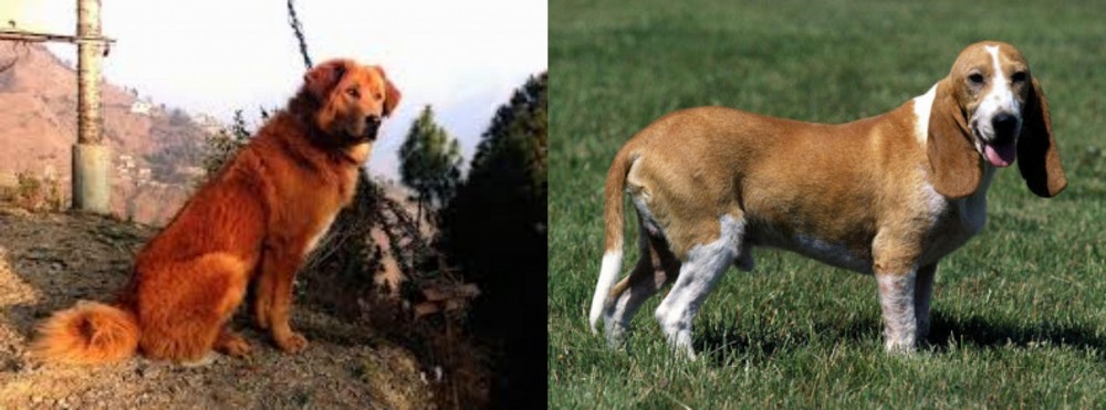 Schweizer Niederlaufhund vs Himalayan Sheepdog - Breed Comparison