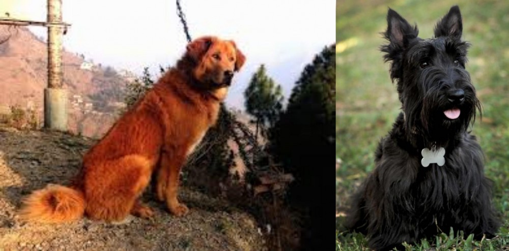 Scoland Terrier vs Himalayan Sheepdog - Breed Comparison
