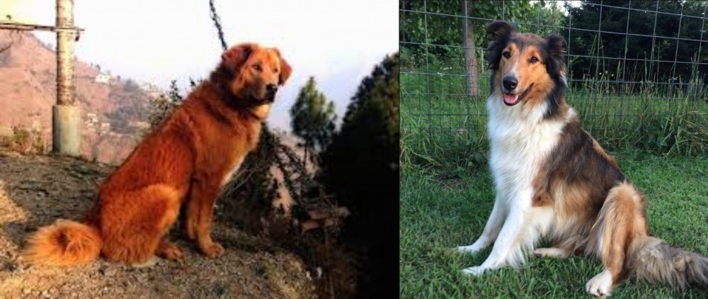 Scotch Collie vs Himalayan Sheepdog - Breed Comparison