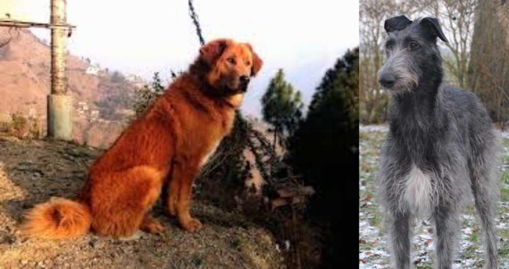Scottish Deerhound vs Himalayan Sheepdog - Breed Comparison