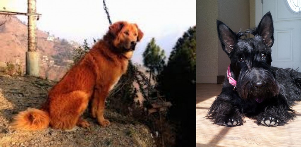 Scottish Terrier vs Himalayan Sheepdog - Breed Comparison