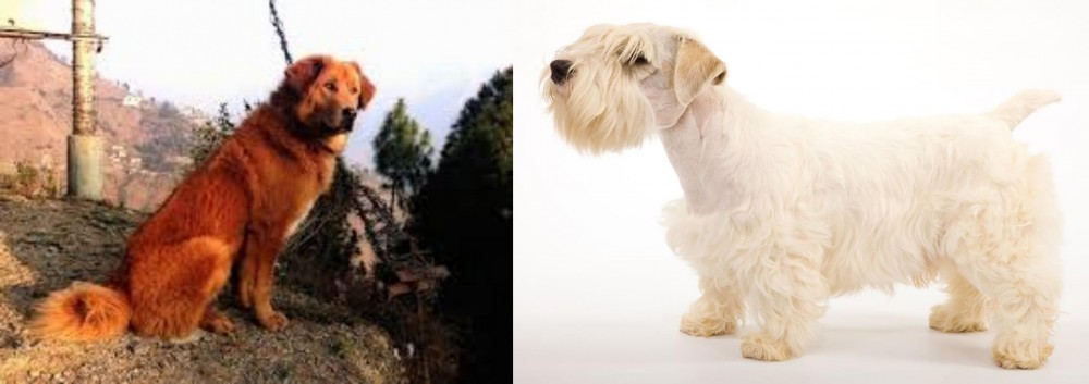 Sealyham Terrier vs Himalayan Sheepdog - Breed Comparison
