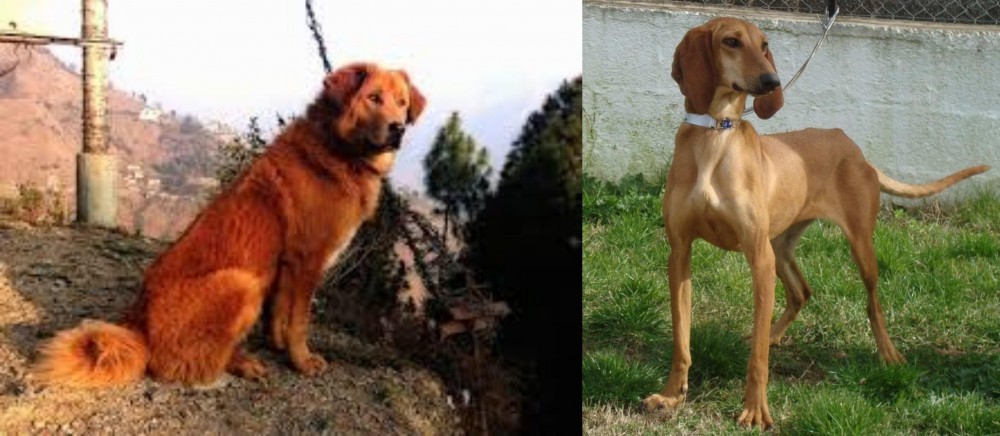 Segugio Italiano vs Himalayan Sheepdog - Breed Comparison