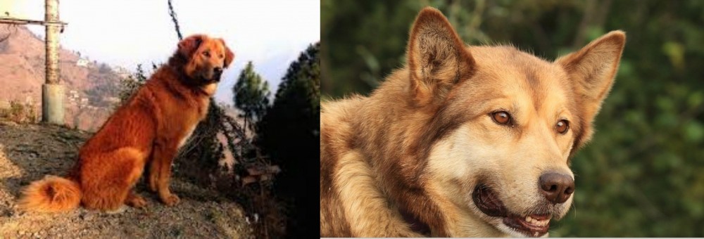 Seppala Siberian Sleddog vs Himalayan Sheepdog - Breed Comparison