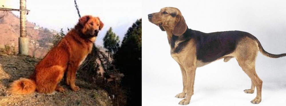 Serbian Hound vs Himalayan Sheepdog - Breed Comparison