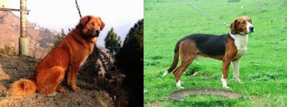 Serbian Tricolour Hound vs Himalayan Sheepdog - Breed Comparison