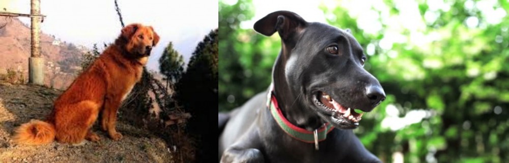 Shepard Labrador vs Himalayan Sheepdog - Breed Comparison
