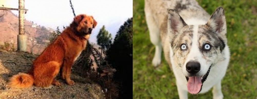 Shepherd Husky vs Himalayan Sheepdog - Breed Comparison