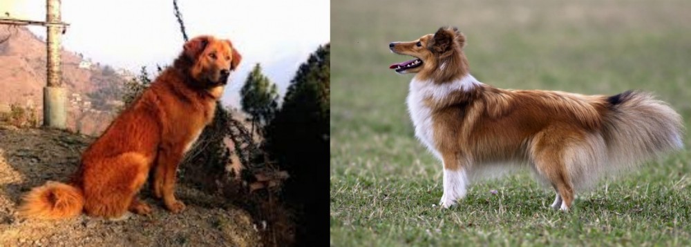 Shetland Sheepdog vs Himalayan Sheepdog - Breed Comparison