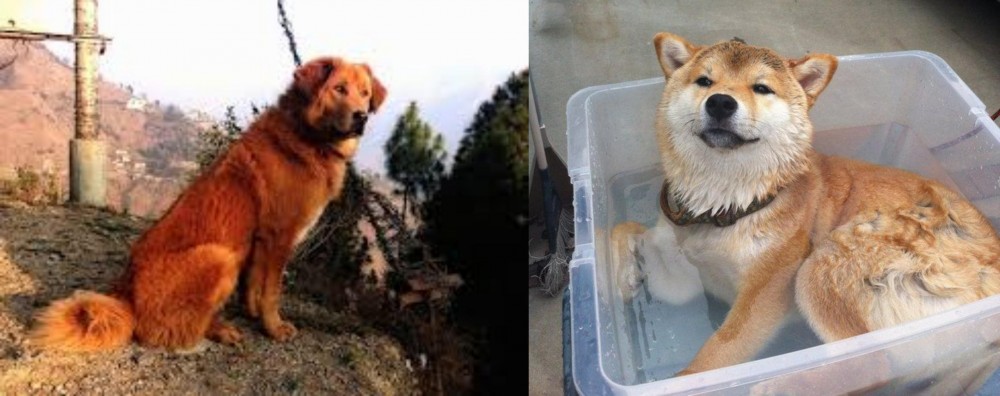 Shiba Inu vs Himalayan Sheepdog - Breed Comparison