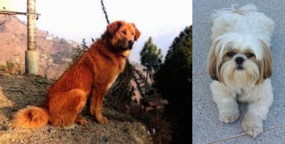 Shih Tzu vs Himalayan Sheepdog - Breed Comparison