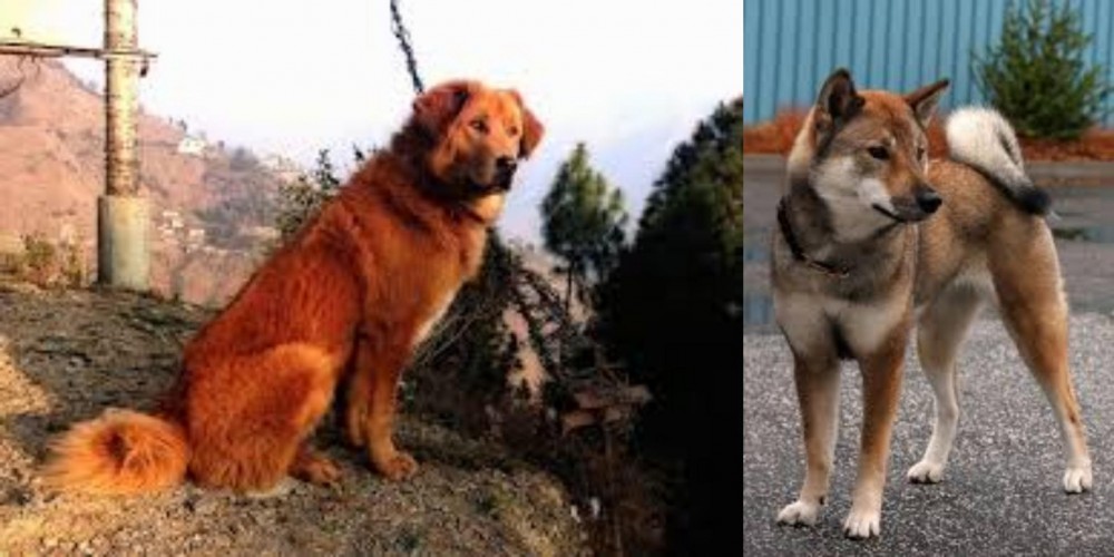 Shikoku vs Himalayan Sheepdog - Breed Comparison