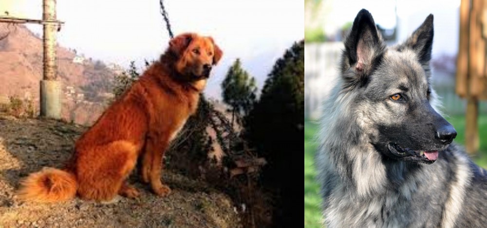Shiloh Shepherd vs Himalayan Sheepdog - Breed Comparison