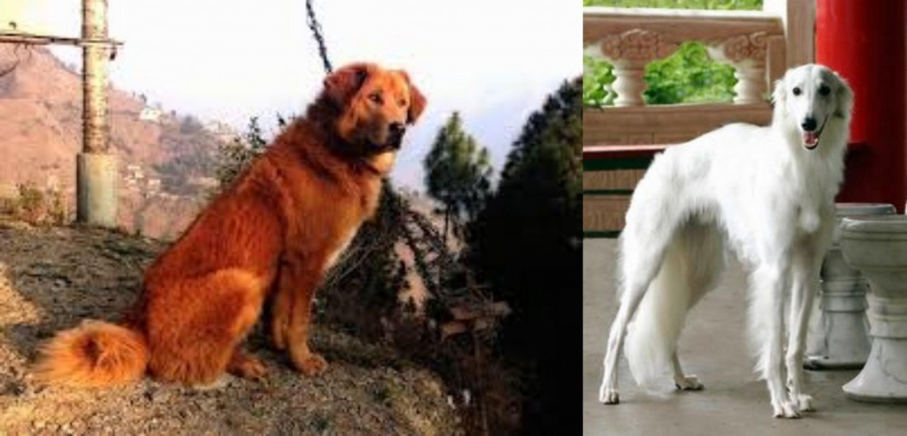 Silken Windhound vs Himalayan Sheepdog - Breed Comparison