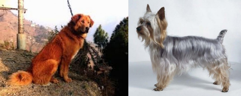 Silky Terrier vs Himalayan Sheepdog - Breed Comparison