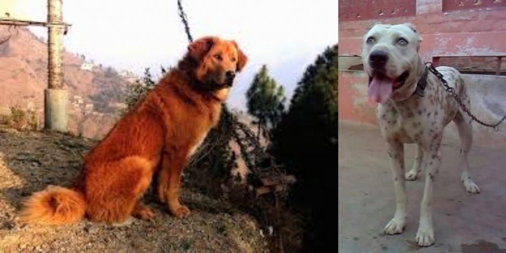 Sindh Mastiff vs Himalayan Sheepdog - Breed Comparison