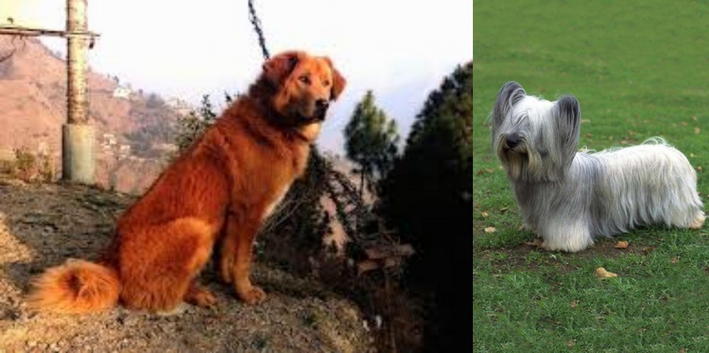 Skye Terrier vs Himalayan Sheepdog - Breed Comparison
