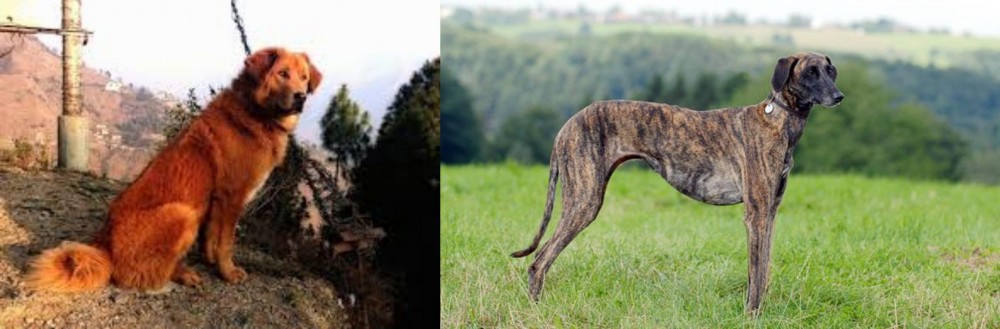 Sloughi vs Himalayan Sheepdog - Breed Comparison