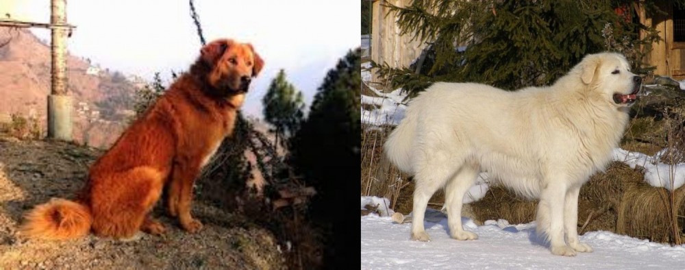 Slovak Cuvac vs Himalayan Sheepdog - Breed Comparison