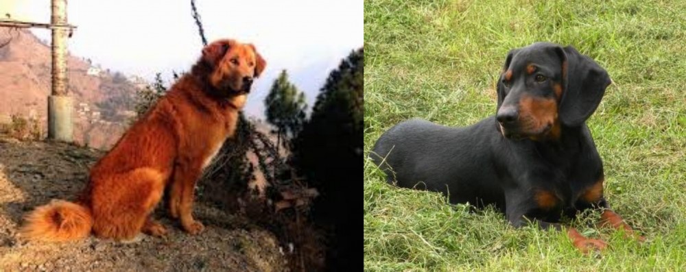 Slovakian Hound vs Himalayan Sheepdog - Breed Comparison