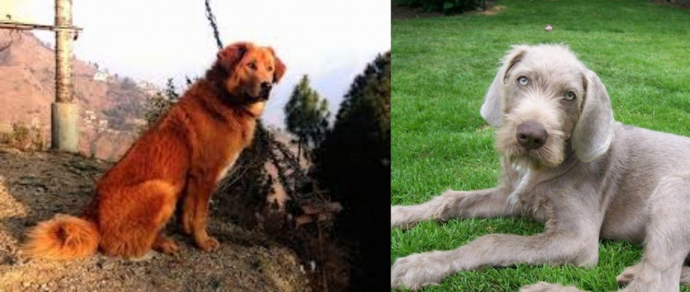 Slovakian Rough Haired Pointer vs Himalayan Sheepdog - Breed Comparison