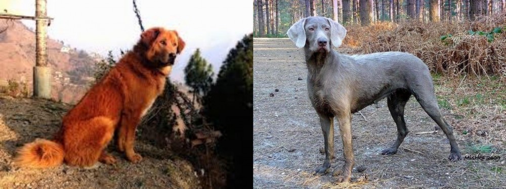 Slovensky Hrubosrsty Stavac vs Himalayan Sheepdog - Breed Comparison