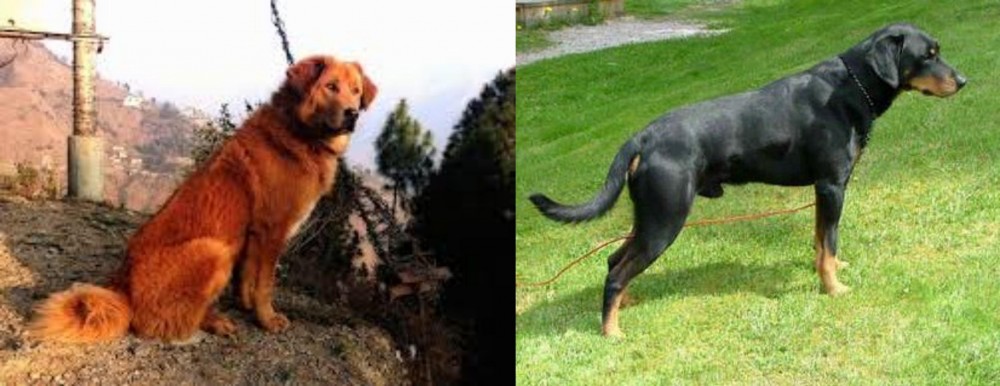 Smalandsstovare vs Himalayan Sheepdog - Breed Comparison