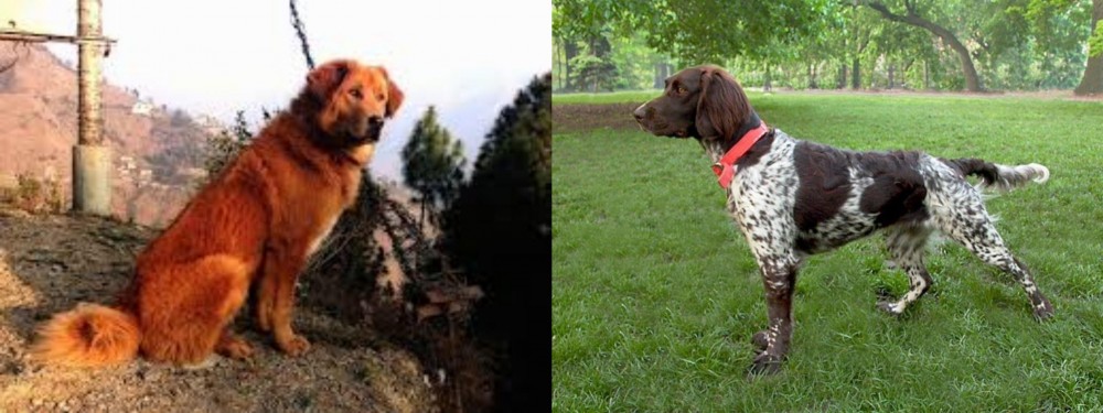 Small Munsterlander vs Himalayan Sheepdog - Breed Comparison