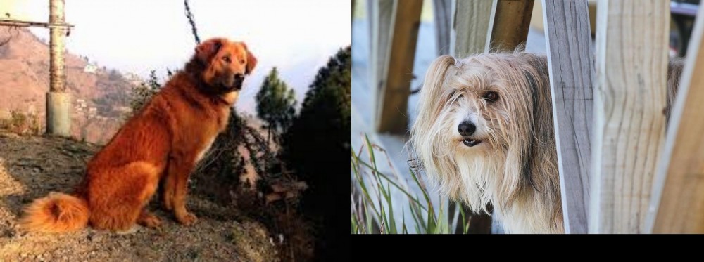 Smithfield vs Himalayan Sheepdog - Breed Comparison