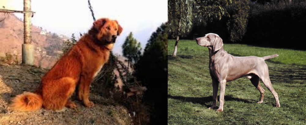 Smooth Haired Weimaraner vs Himalayan Sheepdog - Breed Comparison