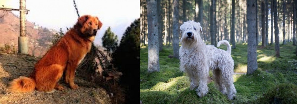 Soft-Coated Wheaten Terrier vs Himalayan Sheepdog - Breed Comparison
