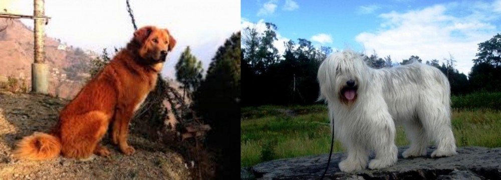 South Russian Ovcharka vs Himalayan Sheepdog - Breed Comparison