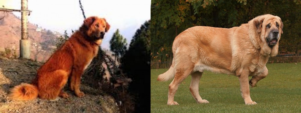 Spanish Mastiff vs Himalayan Sheepdog - Breed Comparison
