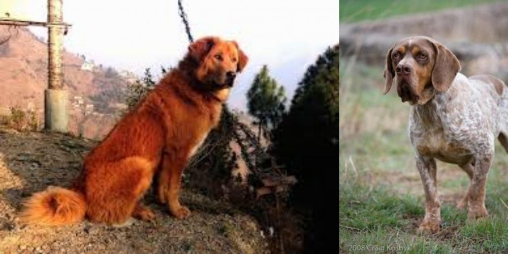 Spanish Pointer vs Himalayan Sheepdog - Breed Comparison