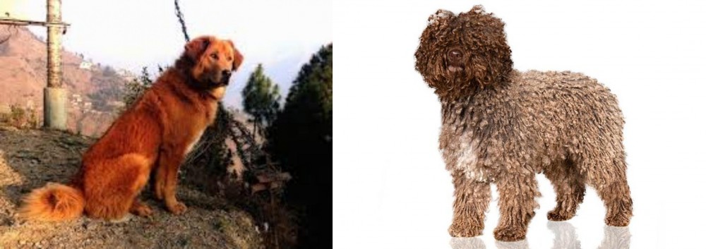 Spanish Water Dog vs Himalayan Sheepdog - Breed Comparison