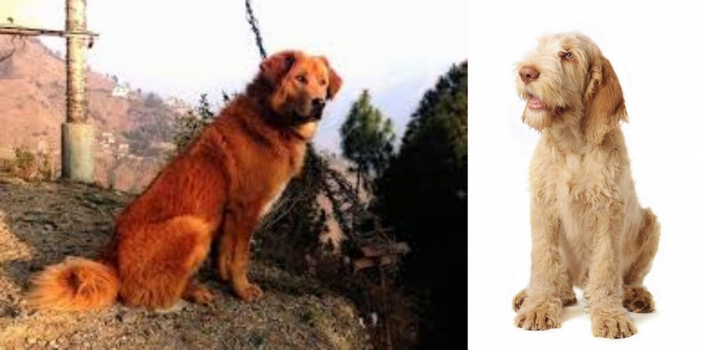 Spinone Italiano vs Himalayan Sheepdog - Breed Comparison