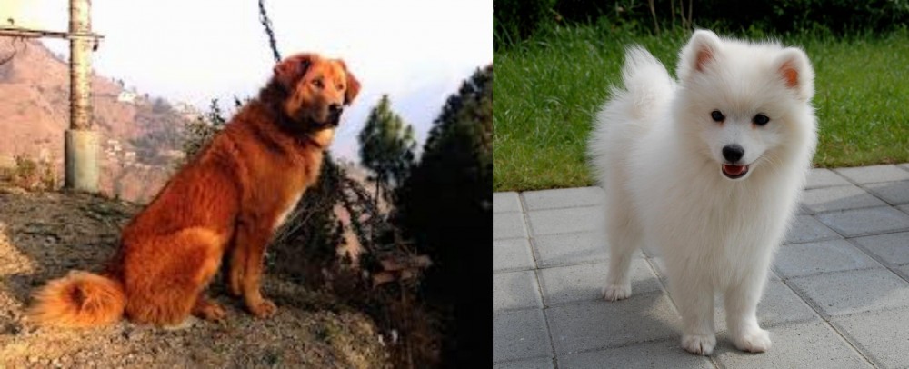 Spitz vs Himalayan Sheepdog - Breed Comparison
