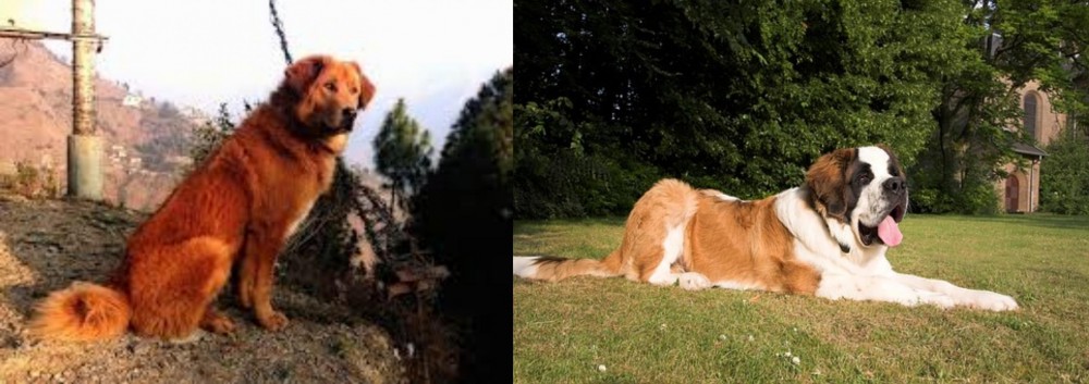 St. Bernard vs Himalayan Sheepdog - Breed Comparison