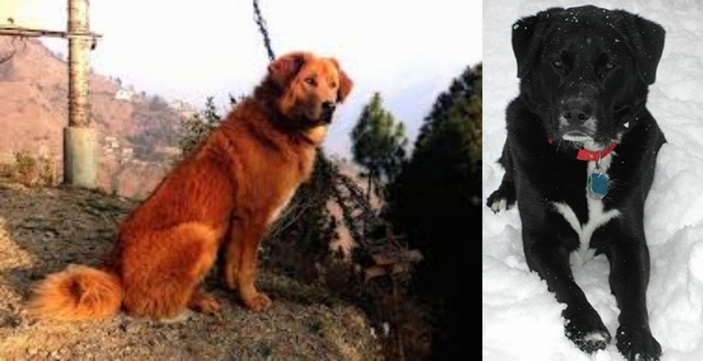 St. John's Water Dog vs Himalayan Sheepdog - Breed Comparison
