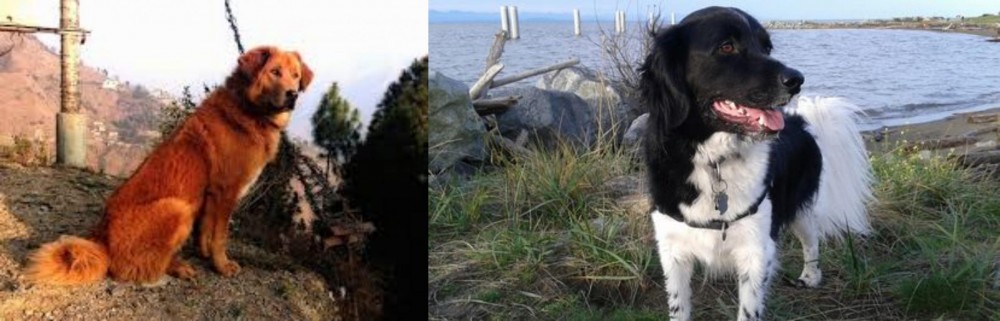 Stabyhoun vs Himalayan Sheepdog - Breed Comparison