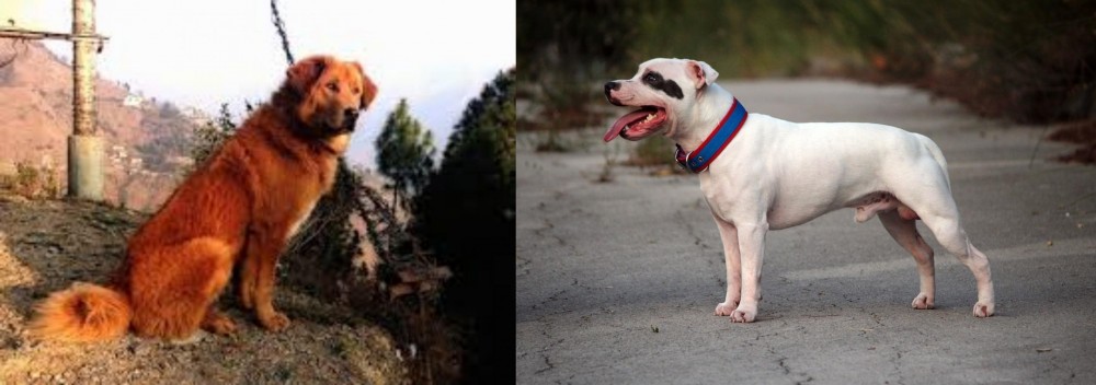 Staffordshire Bull Terrier vs Himalayan Sheepdog - Breed Comparison