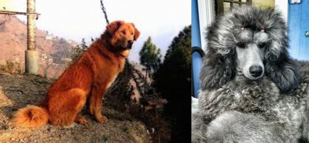 Standard Poodle vs Himalayan Sheepdog - Breed Comparison